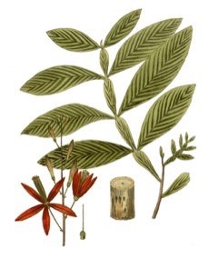 Quassia amara Bitterwood, Amargo Bark Quassia amara Bitterwood, Amargo Bark